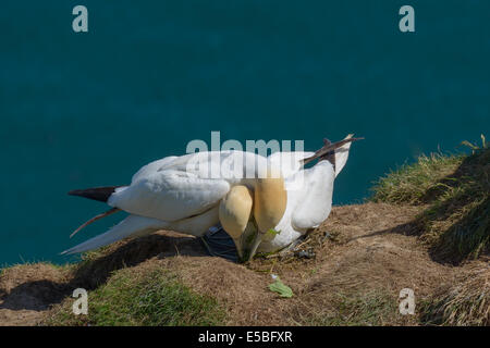 Ein paar Basstölpel (Morus Bassanus; Sula Bassana) zu kleben, da sie ein Nest zu, auf der Klippe, UK bauen Stockfoto