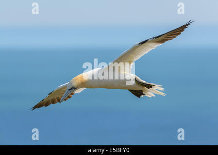 Ein Basstölpel (Morus Bassanus; Sula Bassana) in der Luft im Flug fliegen schwebt über der Nordsee; VEREINIGTES KÖNIGREICH. Stockfoto