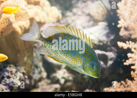 Salzwasserfische - Orange entdeckt Spinefoot - Siganus guttatus Stockfoto