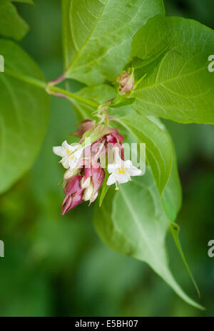 Leycesteria Formosa (Himalayan Honeysuckle, Blüte Muskatnuss, Himalaya Muskatnuss oder Fasan Berry) Stockfoto