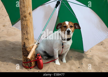 Heißes Wetter als Hund spielt am Strand, Lytham St Annes, Blackpool, 26. Juli 2014. Oscar (Jack Russel Hund), im Schatten an der St. Annes kite Festival. Der Himmel über St Annes Strandpromenade waren überschwemmt mit Farbe als fabelhafte Anzeige Drachen in der Luft auf den Strand in der Nähe der Pier. Stockfoto