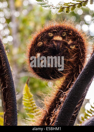 Eine grobe Baumfarn Wedel, Dicksonia Squarrosa, unfurling Stockfoto