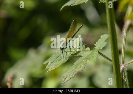 Eine weibliche gebändert Demoiselle, Calopteryx Splendens, ruht auf einem Blatt. Stockfoto