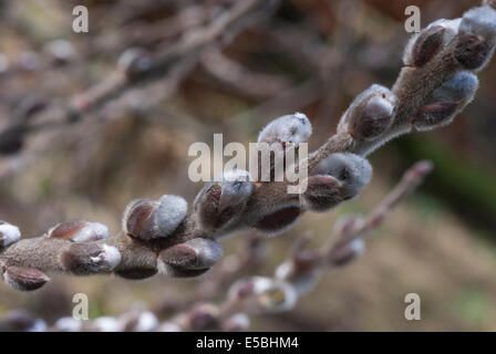 Knospen des Baumes, möglicherweise eine Weide, Salix Stockfoto