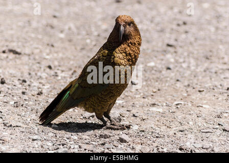 Ein Kea, Nestor Notabilis, stehen auf der Straße, auf dem Weg zum Milford Sound. Stockfoto