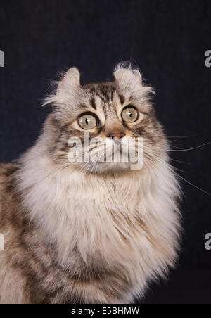 Highland Lynx Katze Kopfschuss auf schwarz Stockfoto