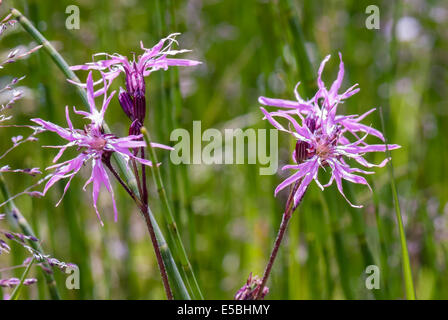 Drei Köpfe von Ragged Robin, Lychnis Flos-cuculi Stockfoto