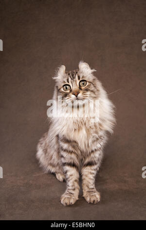 Highland Lynx Katze auf Sepia Hintergrund Stockfoto