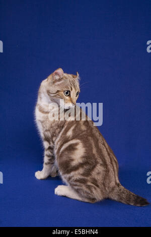 Highland Lynx Katze Blick zurück auf blauem Hintergrund Stockfoto