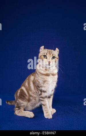 Highland Lynx Katze auf blauem Grund Stockfoto