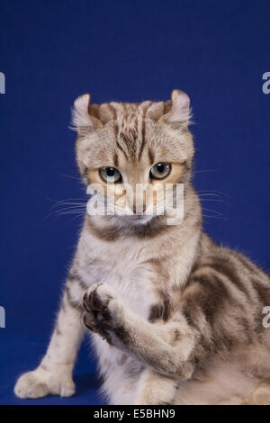 Highland Lynx Katze mit Fuß, Blick in die Kamera auf blau Stockfoto