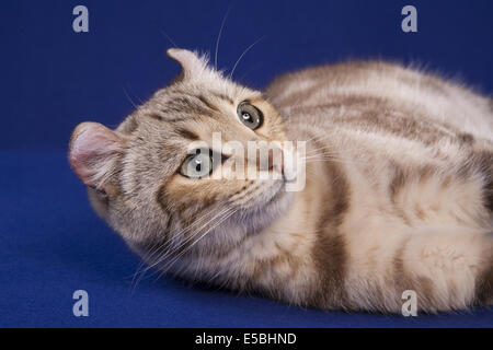 Highland Lynx Katze Schuss in den Kopf liegend auf blau Stockfoto