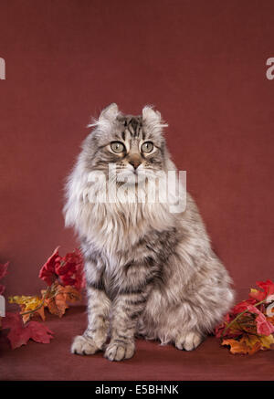 Highland Lynx Katze auf burnt orange Herbst Hintergrund mit Blättern Stockfoto