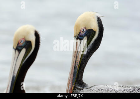 Zwei Pelikane am Strand stehen. Stockfoto