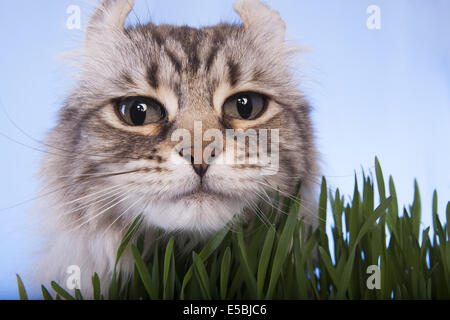 Highland Lynx Katze Kopf geschossen Gras mit blauem Himmelshintergrund Stockfoto