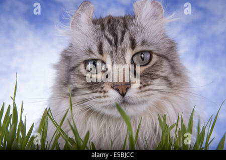 Highland Lynx Katze Kopf geschossen Gras mit blauem Himmelshintergrund Stockfoto