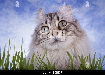 Highland Lynx Katze Kopf geschossen Gras mit blauem Himmelshintergrund Stockfoto