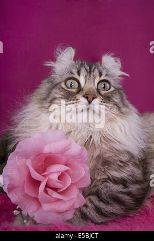 Highland Lynx Katze Kopfschuss auf rosa Hintergrund mit rose Stockfoto