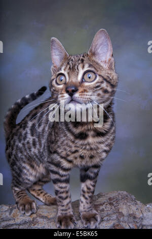Bengal cat standing on log front view up close on green background Stockfoto