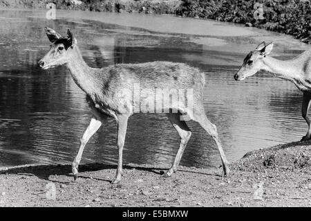 Hirsch in Kanchanaburi, Thailand Stockfoto