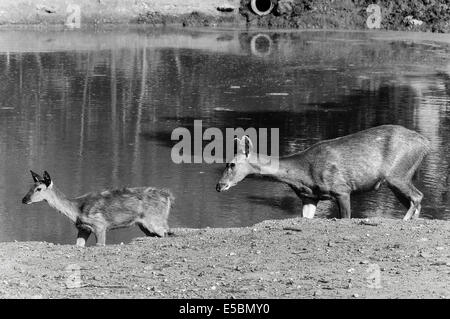 Hirsch in Kanchanaburi, Thailand Stockfoto