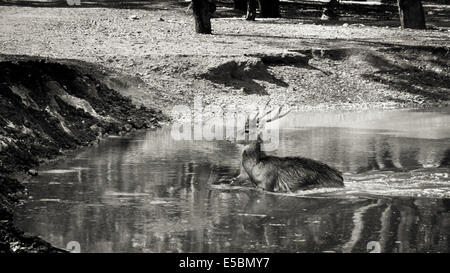 Hirsch in Kanchanaburi, Thailand Stockfoto