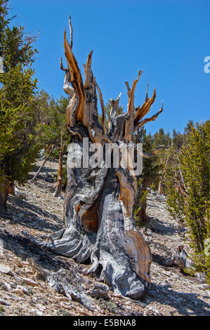 Ancient Bristlecone Kiefernwald, White Mountains, Kalifornien, USA Stockfoto