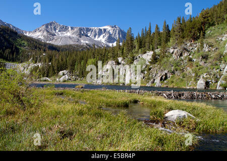 Ein Biber-Damm am McGee Creek in den Sierra Nevada Mountains Kalifornien Stockfoto