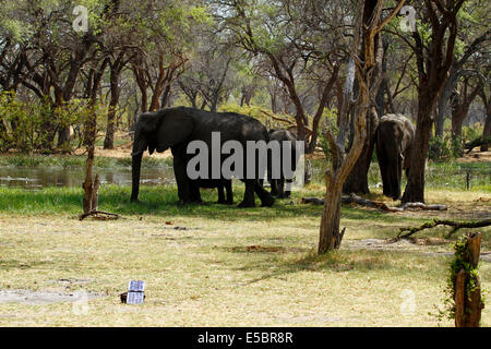 Elefanten in & auf einem privaten Campingplatz in Savuti Botswana, Solarstrom Gorilla in den Vordergrund aufladen Stockfoto
