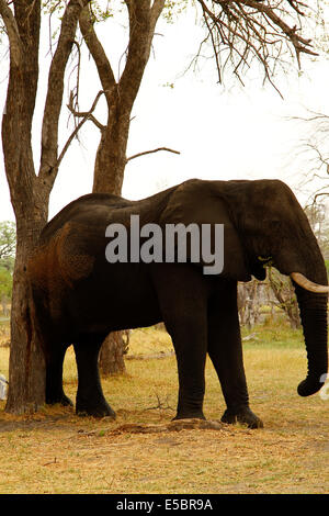 Elefanten in & auf einem privaten Campingplatz in Savuti Botswana, diesein ist einen Juckreiz mit einem Baumstamm auf dessen Rückseite verkratzen Stockfoto