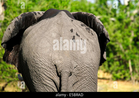Elefanten in & auf einem privaten Campingplatz in Savuti Botswana, Heck Blick auf ihren Hintern oder unten Ohren flattern um kühl zu halten Stockfoto