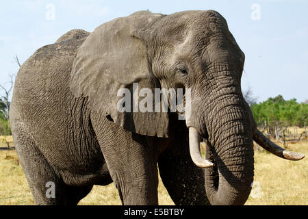 Elefanten in & auf einem privaten Campingplatz in Savuti Botswana, schließen große Elefanten Stockfoto