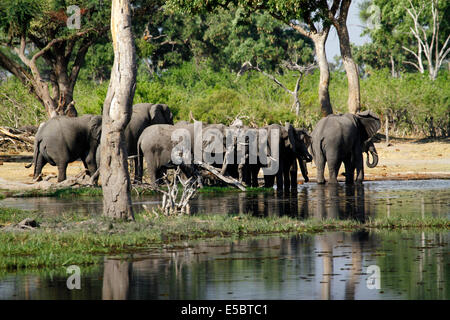 Elefanten in & auf einem privaten Campingplatz in Savuti Botswana, riesige Familie Herde herab, aus dem Deltawasser zu trinken Stockfoto