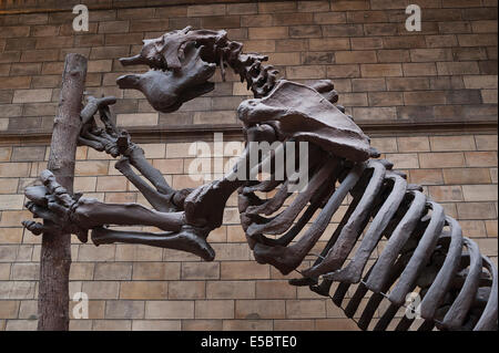 Skelett eines ausgestorbenen Säugetier riesigen Boden Faultier Megatherium americanum Stockfoto