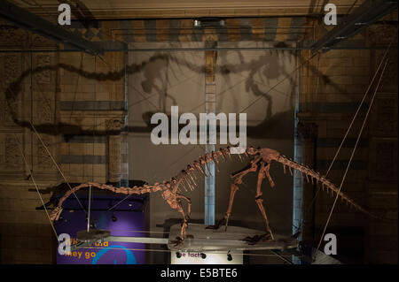 Skelett eines Dinosauriers Massospondylus Carinatus, frühen Jurazeit, Natural History Museum, London Stockfoto