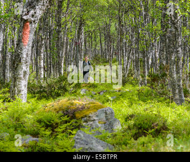 Menschen wandern im grünen Wald, Schweden Stockfoto