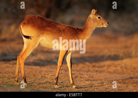 Weibliche rote Lechwe-Antilopen (Kobus Leche), Südliches Afrika Stockfoto