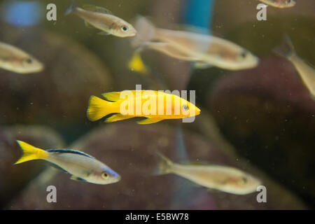 Aquarienfische - Neolaprologus leleupi Stockfoto