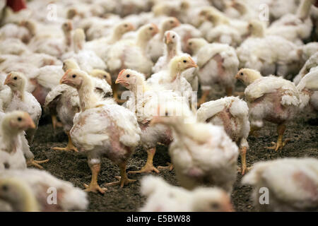 Hühner in der Vieh-Stift auf einer Hühnerfarm, die keine Antibiotika in der Aufzucht verwendet. Eindhoven, Holland Stockfoto