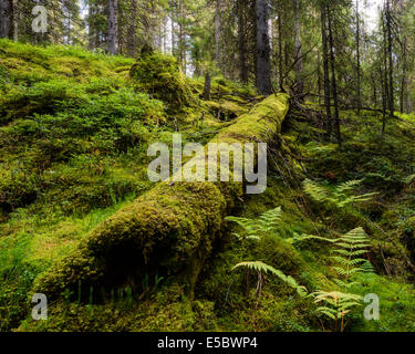 Umgestürzten Baum bedeckt mit Moos im Wald Stockfoto