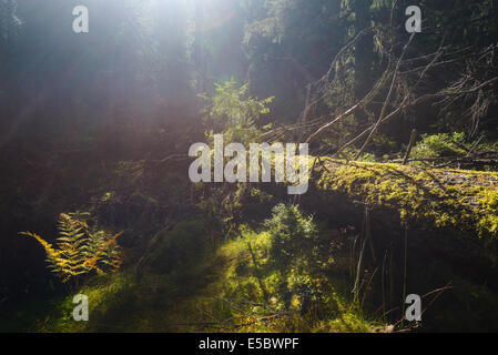 Nahaufnahme eines umgestürzten Baumes bedeckt mit Moos im Wald Stockfoto