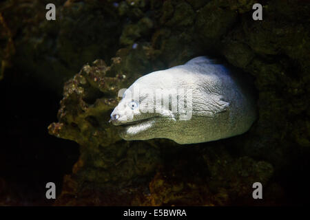 Salzwasserfische mediterrane Moray - Muraena helena Stockfoto