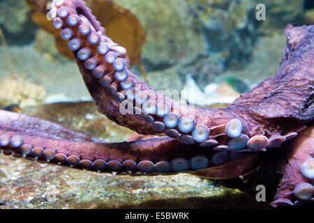 Salzwasser Tier - Riesenkraken Arm - Enteroctopus Dofleini Stockfoto