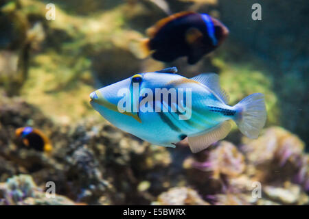 Salzwasserfische - Picasso-Drückerfisch - Rhinecanthus aculeatus Stockfoto