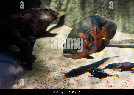 Oscar Fish - Astronotus ocellatus Stockfoto