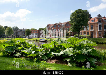 Blick von der Hortus Botanicus, Witte Singel in Leiden, Holland Stockfoto