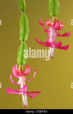 Ein Stillleben Nahaufnahme der Weihnachtskaktus oder Zygocactus in voller Blüte. Stockfoto