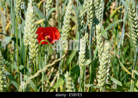 Wilder Mohn im Maisfeld. Schweden im Juni. Stockfoto