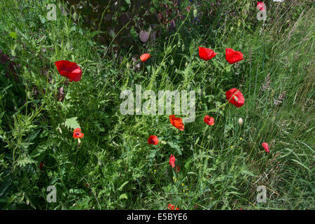 Wildflower Mohn, Südschweden im Juni. Stockfoto