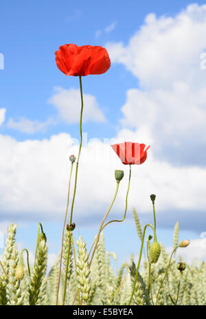 Wilder Mohn und Maisfeld. Schweden im Juni. Stockfoto